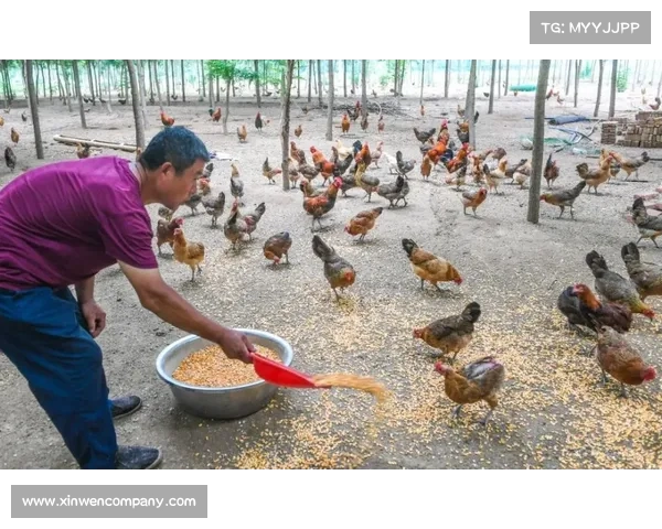 火焰之地探险手册探索未知领域中的极限挑战与神秘发现